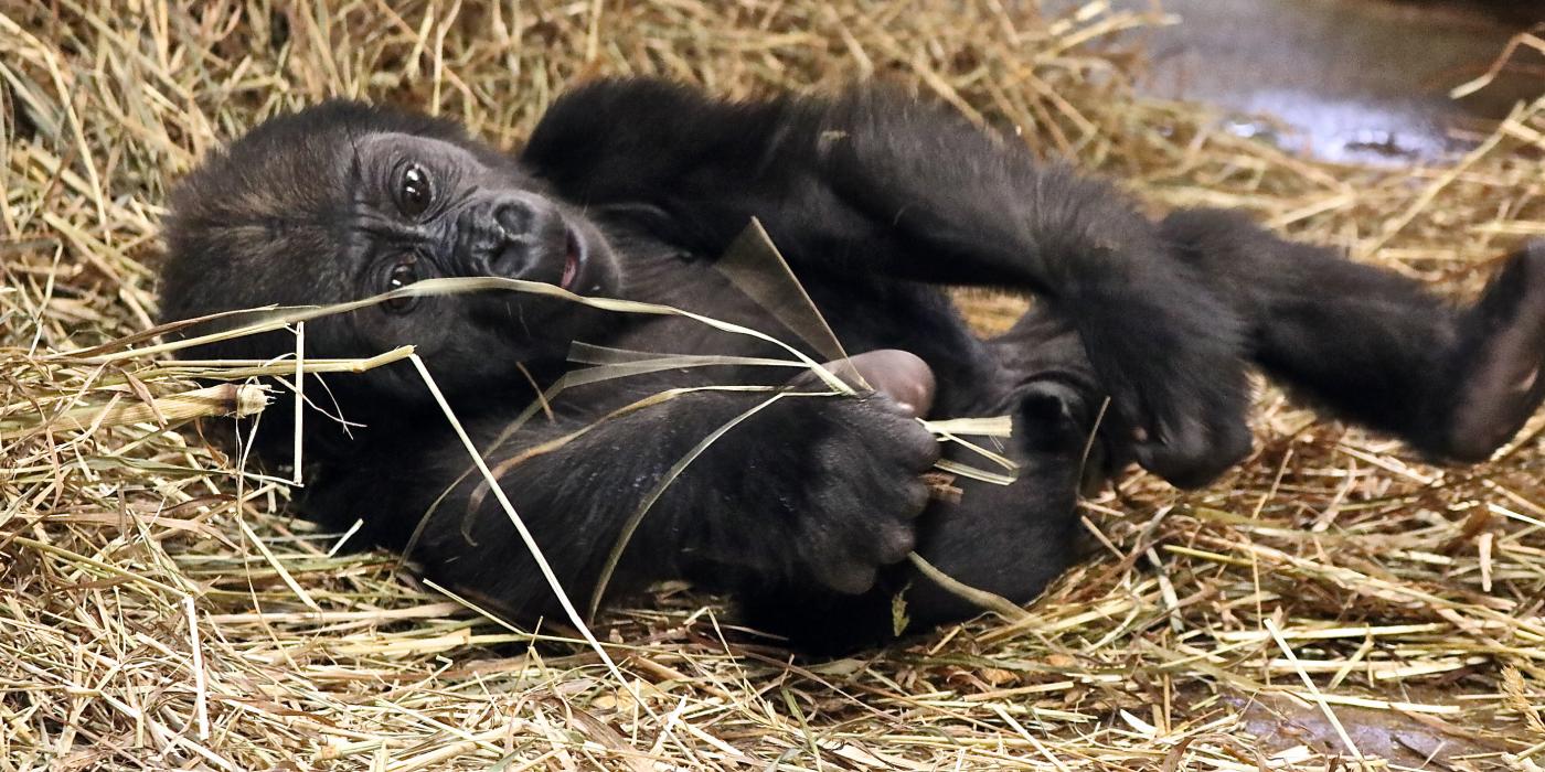 Western lowland gorilla Moke at 6 months old.