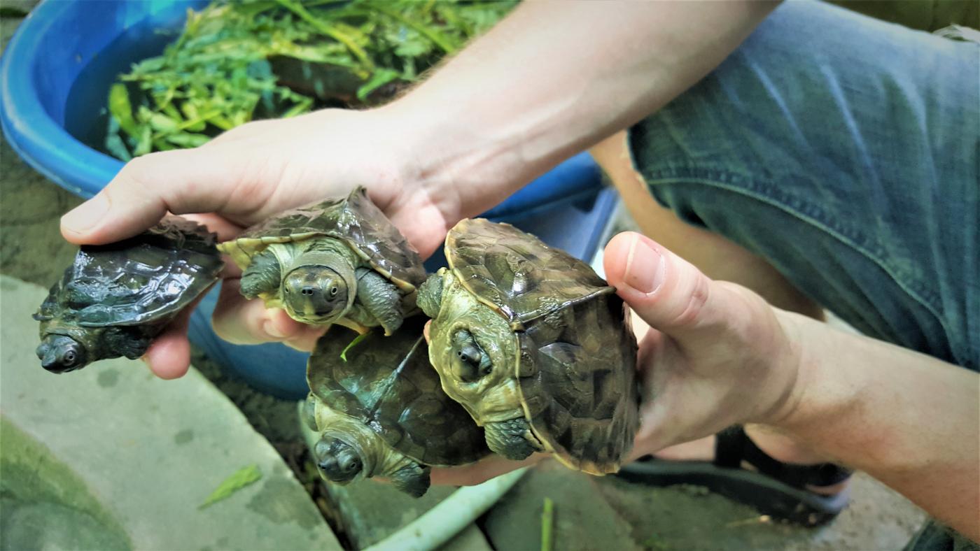 Assistant curator Matt Evans holds four juvenile Burmese roofed turtles at a facility in Myanmar.