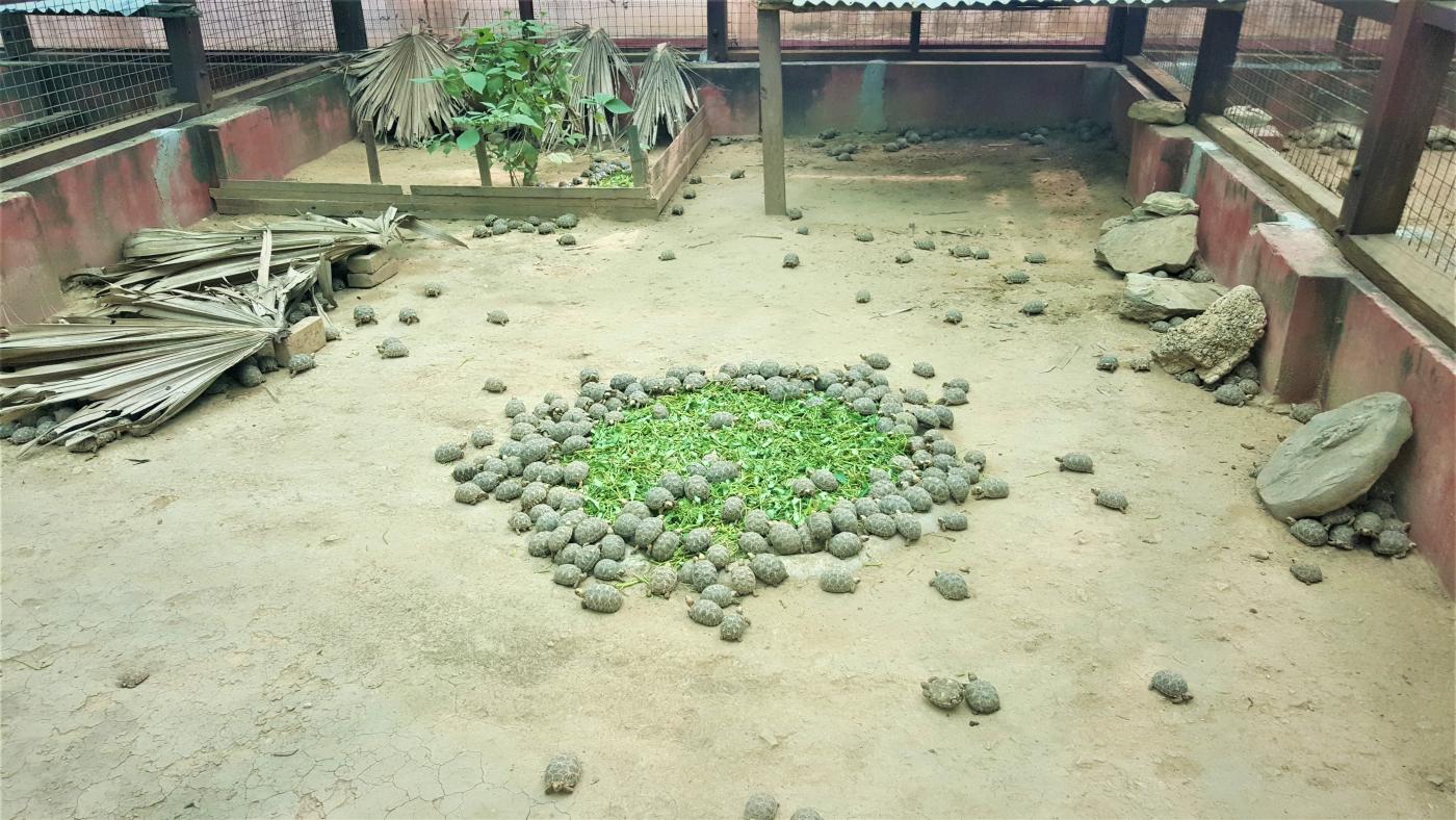 Turtles eat at a facility in Myanmar.