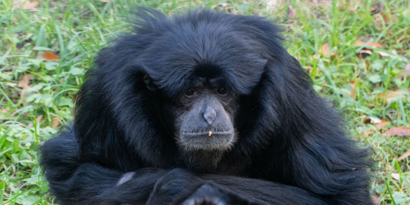 Siamang Ronnie at the Smithsonian's National Zoo