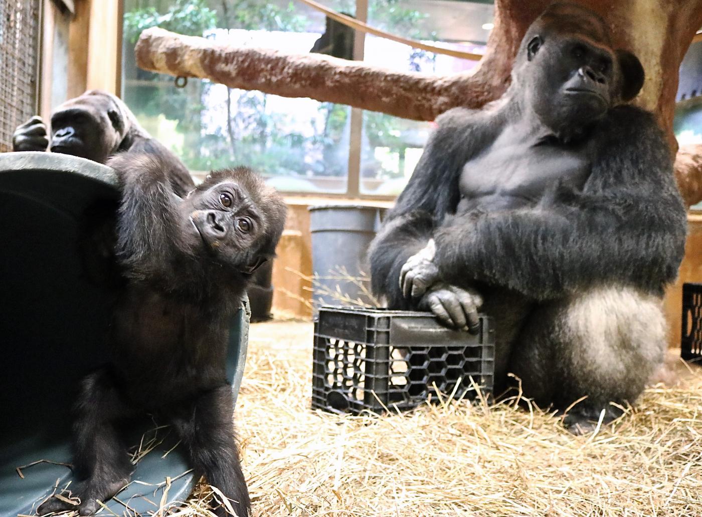 Gorilla Moke and his father, Baraka. 