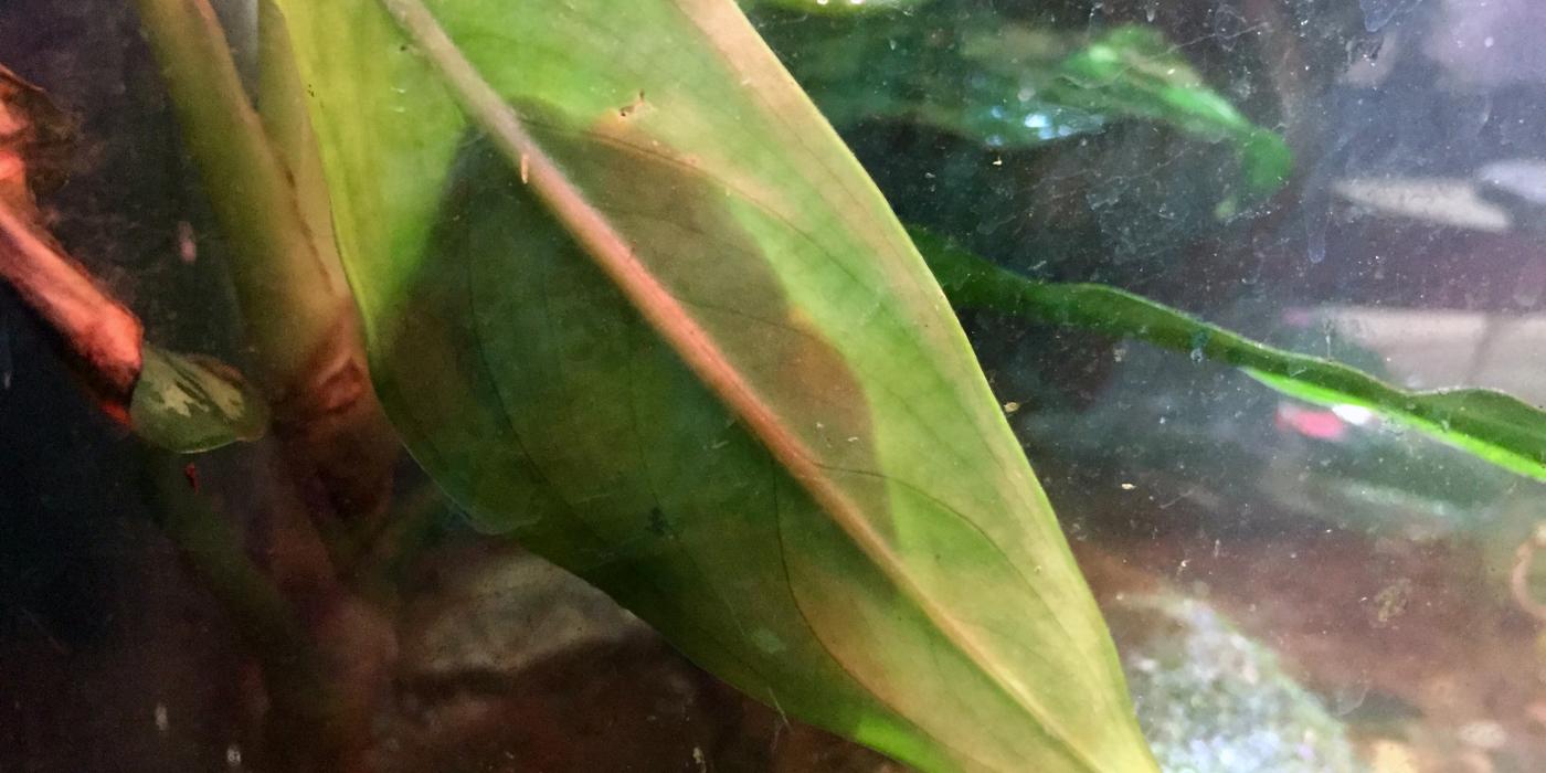 The underside of a leaf with the shadow of a red-eyed tree frog that snoozes on the opposite side