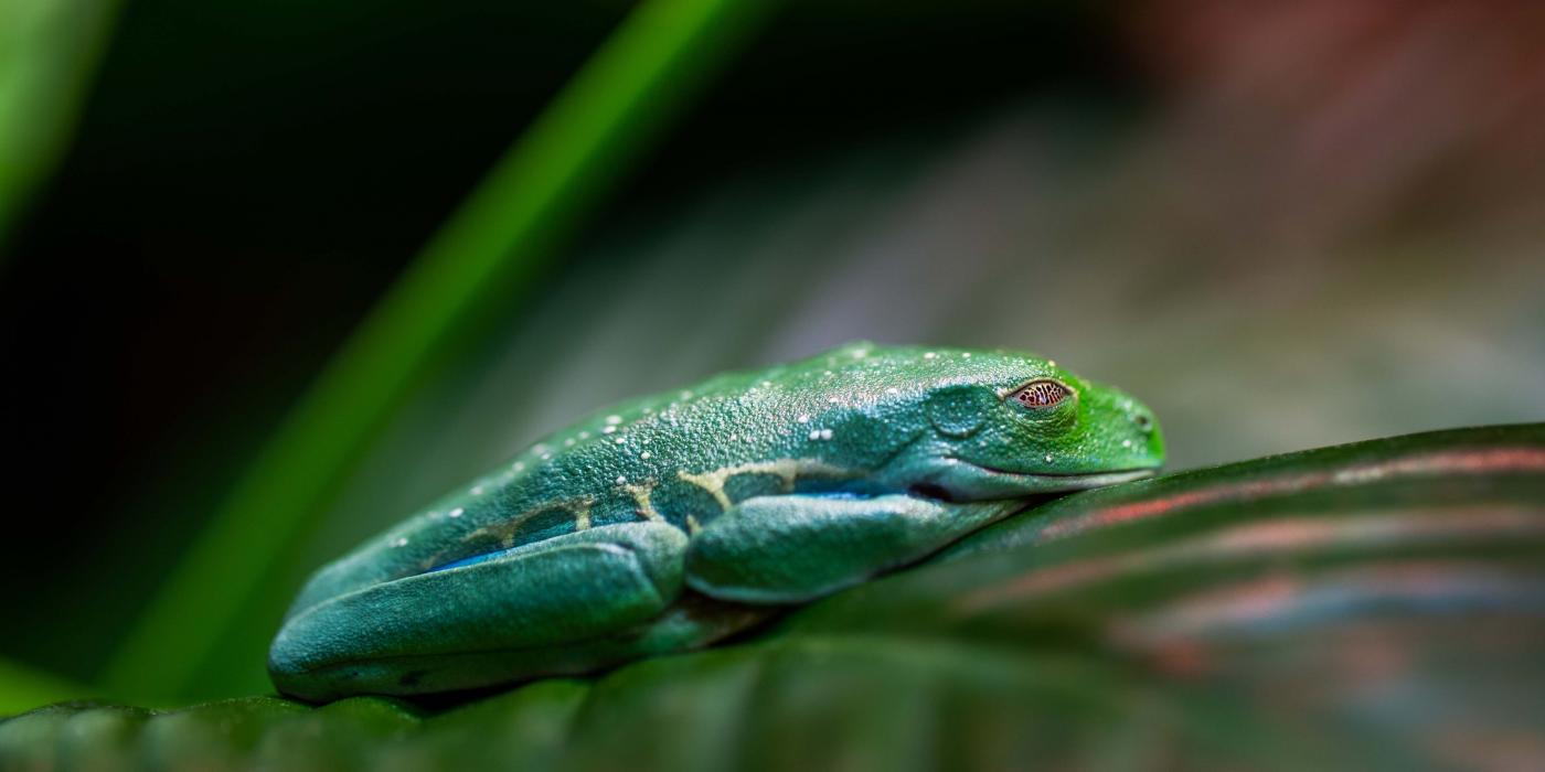 A red-eyed tree frog sleeping on a leaf. Its limbs are tucked under its body making it appear flat