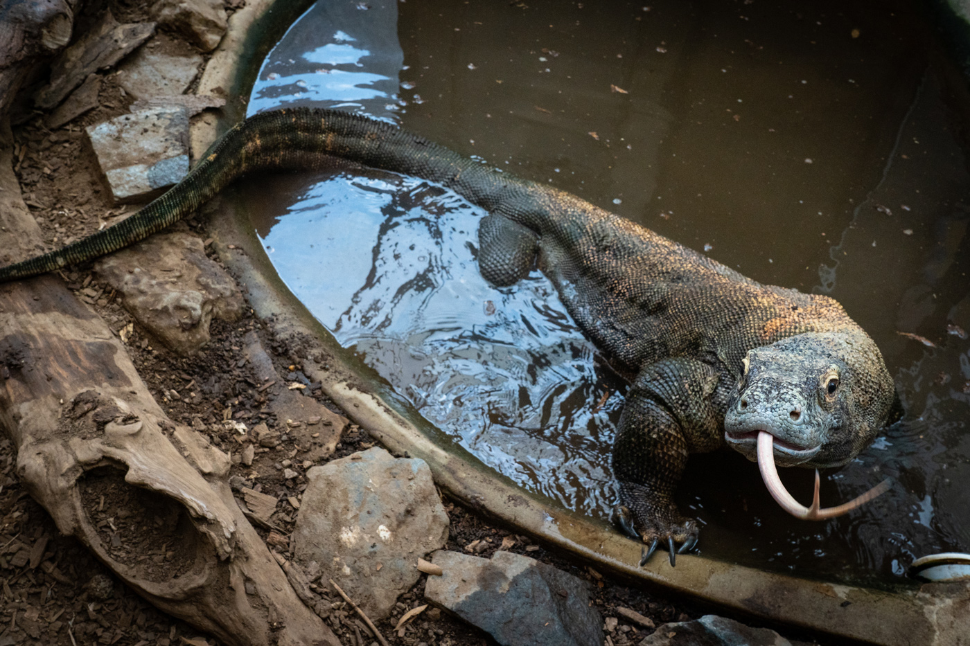 A large Komodo dragon with a heavy body, claws and thick, scaly skin stands in a murky pool of water and sticks out its long, forked tongue