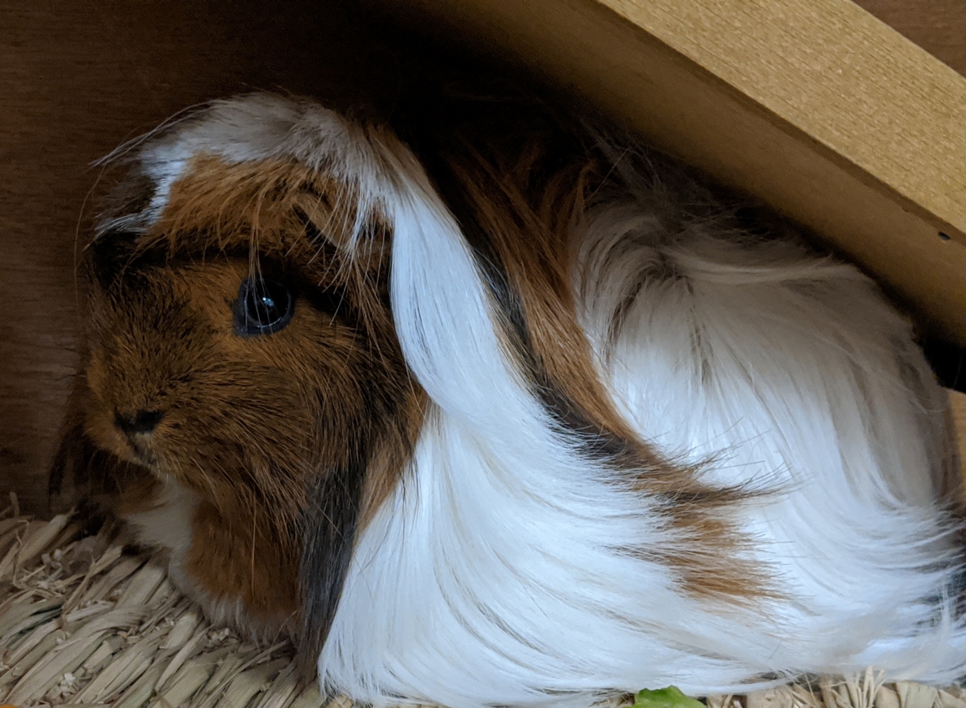 Guinea Pig Masi