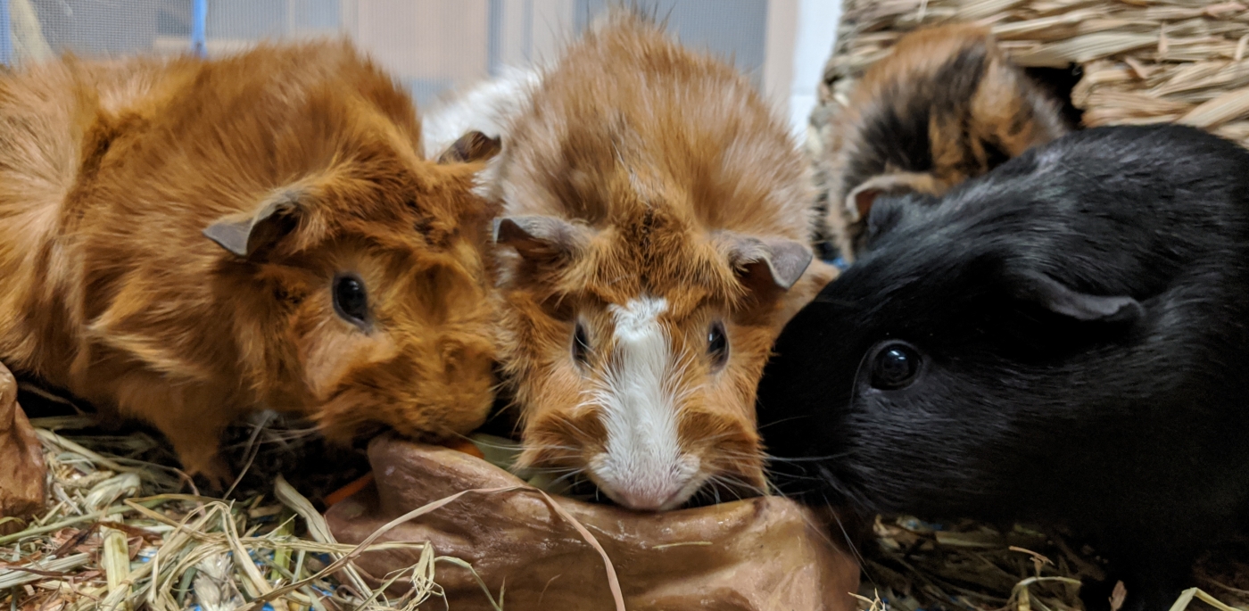 Guinea pigs Miski, Inti and Tuta at Amazonia. 