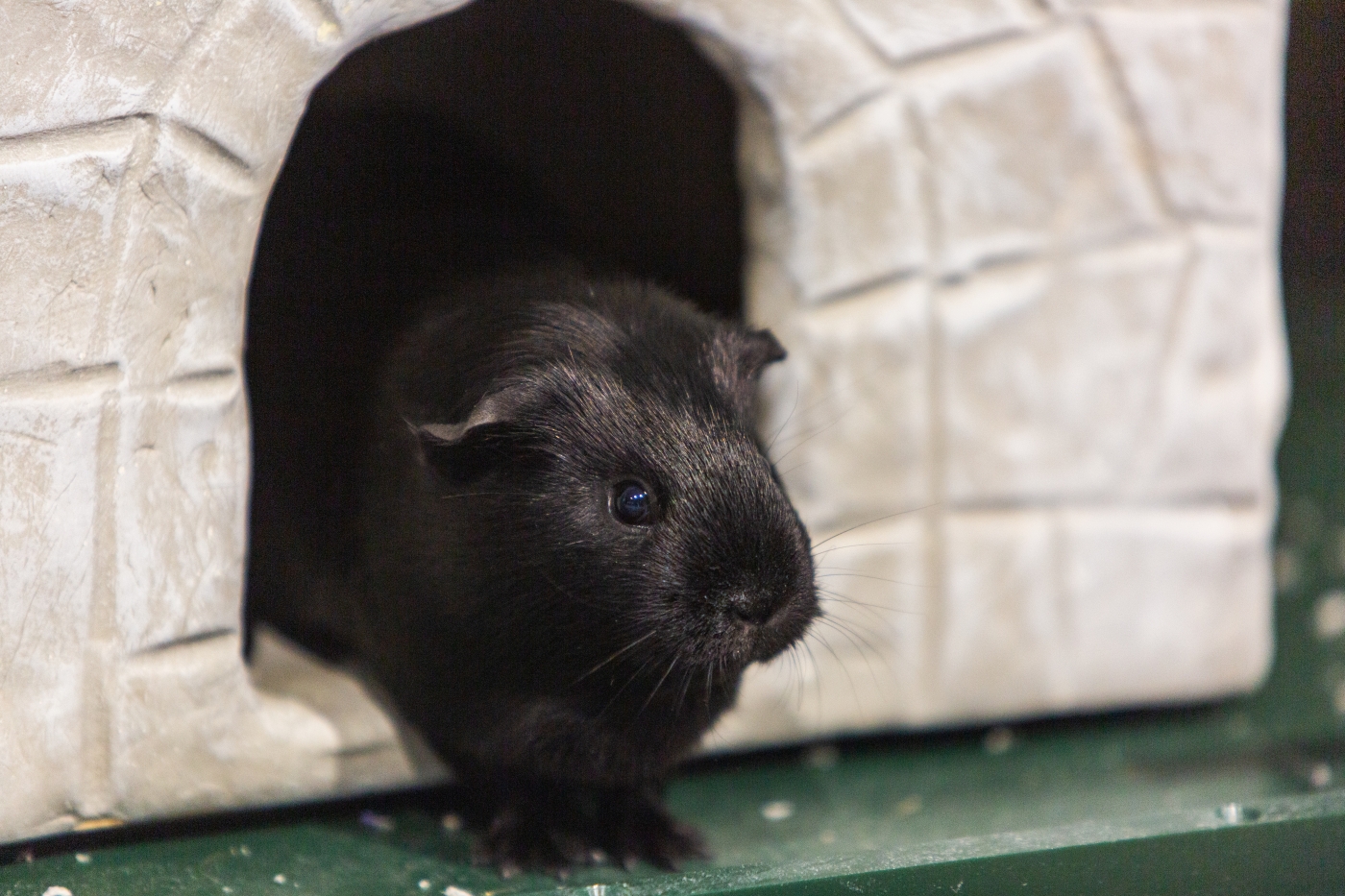 Guinea pig Tuta at Amazonia