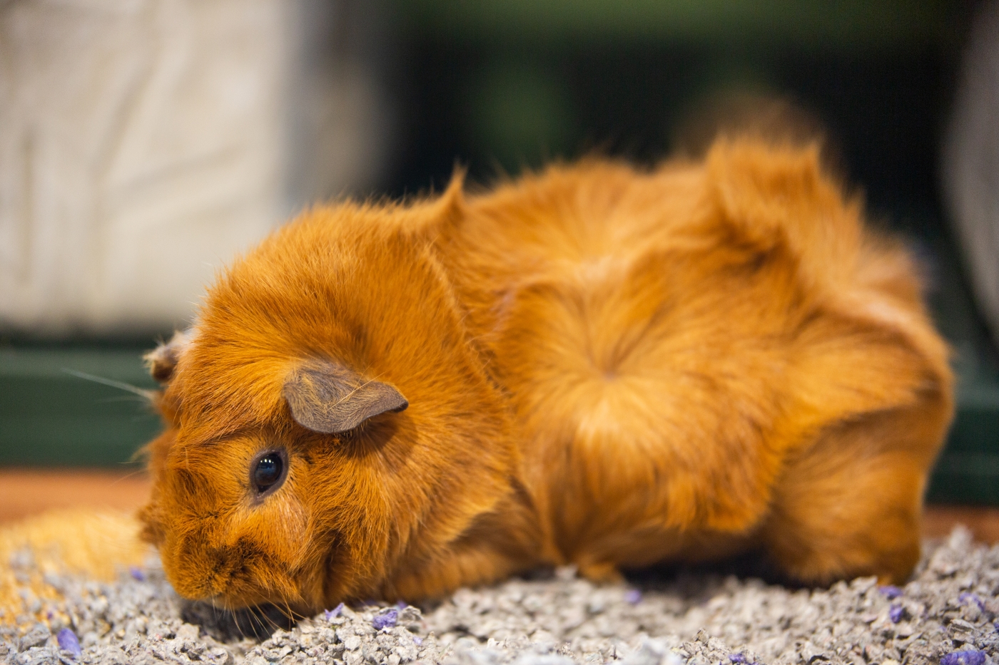 Guinea pig Miski at Amazonia