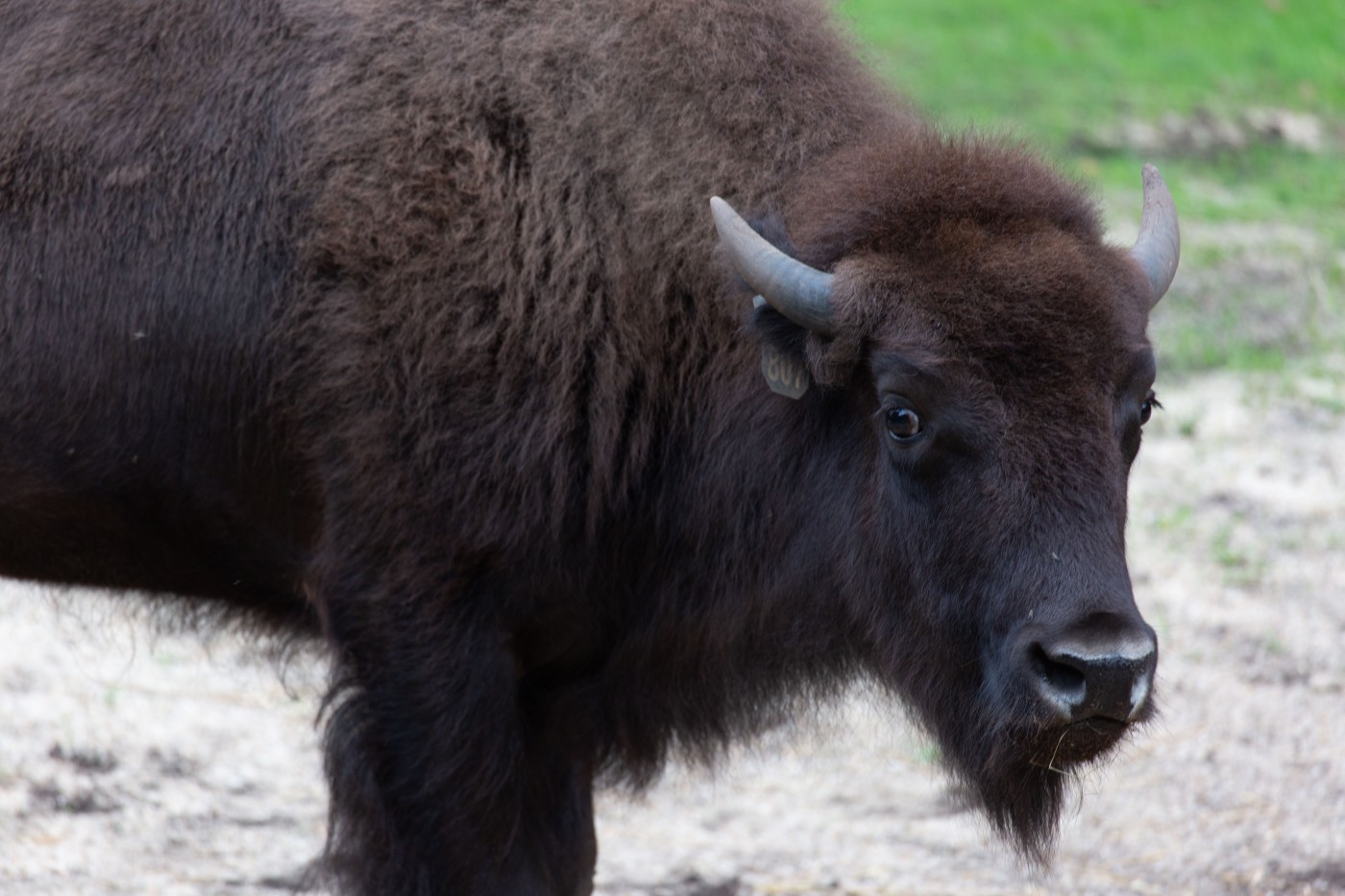 American bison Lucy