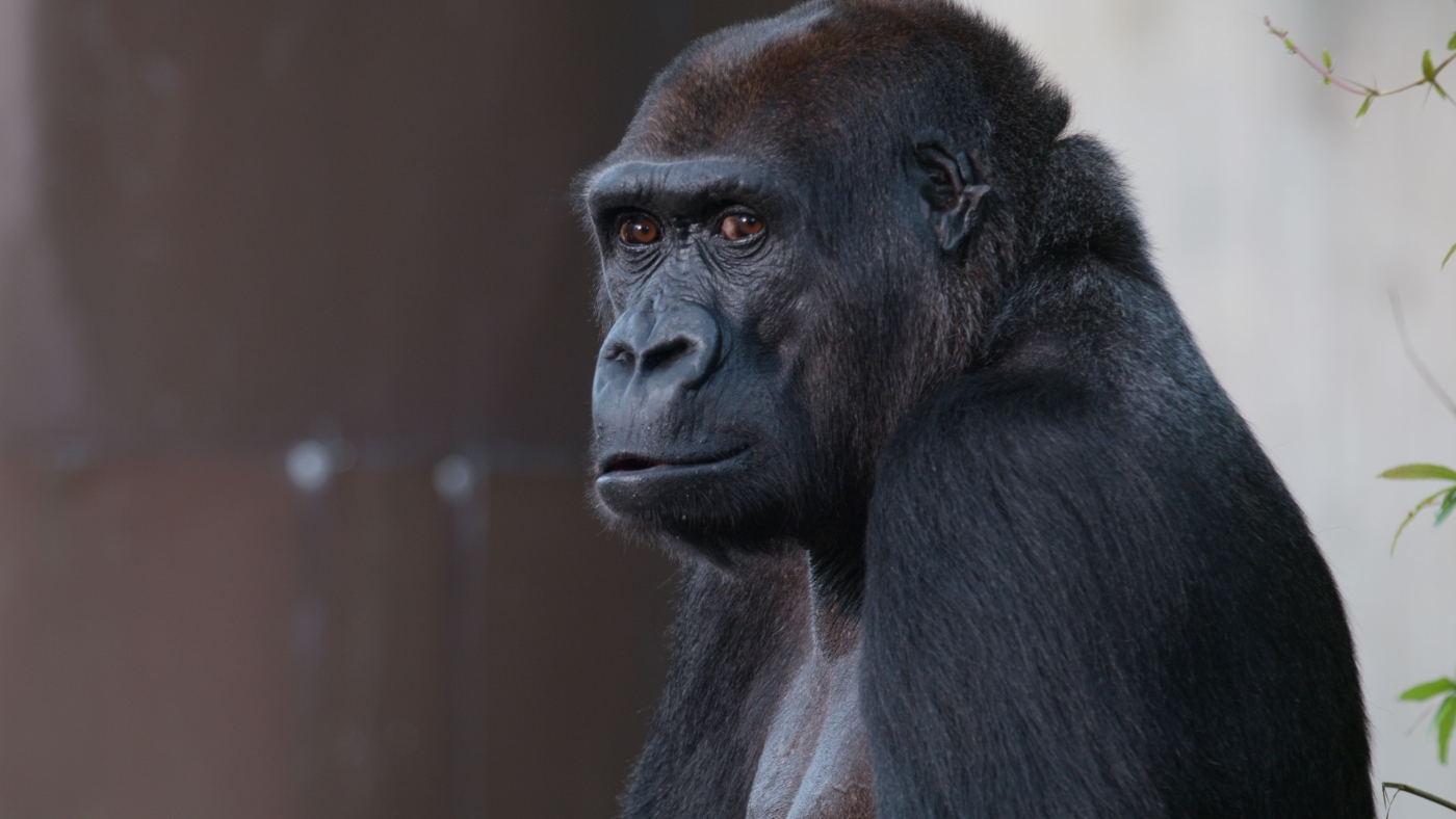 Western lowland gorilla Mandara