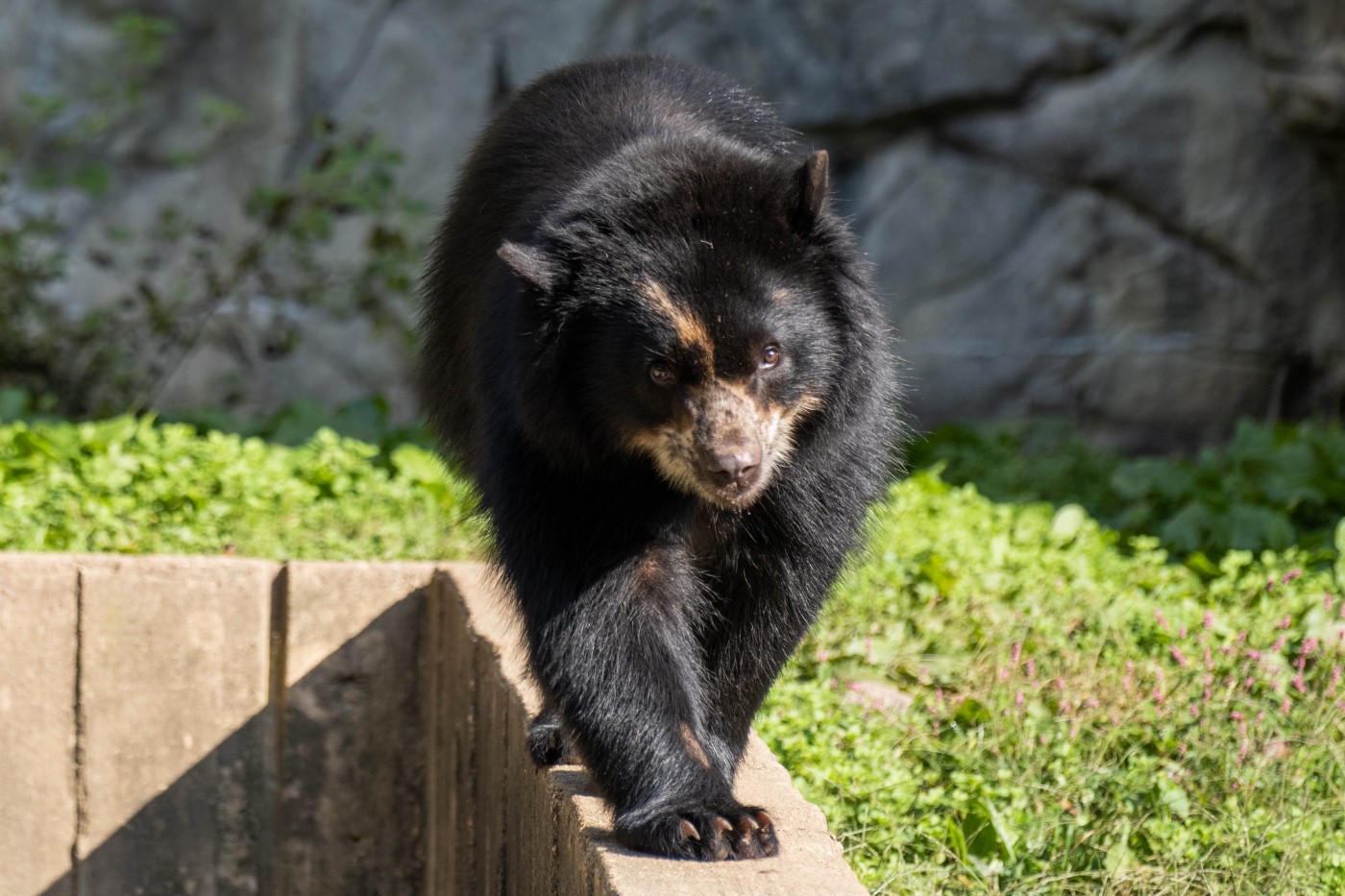 Andean bear Brienne