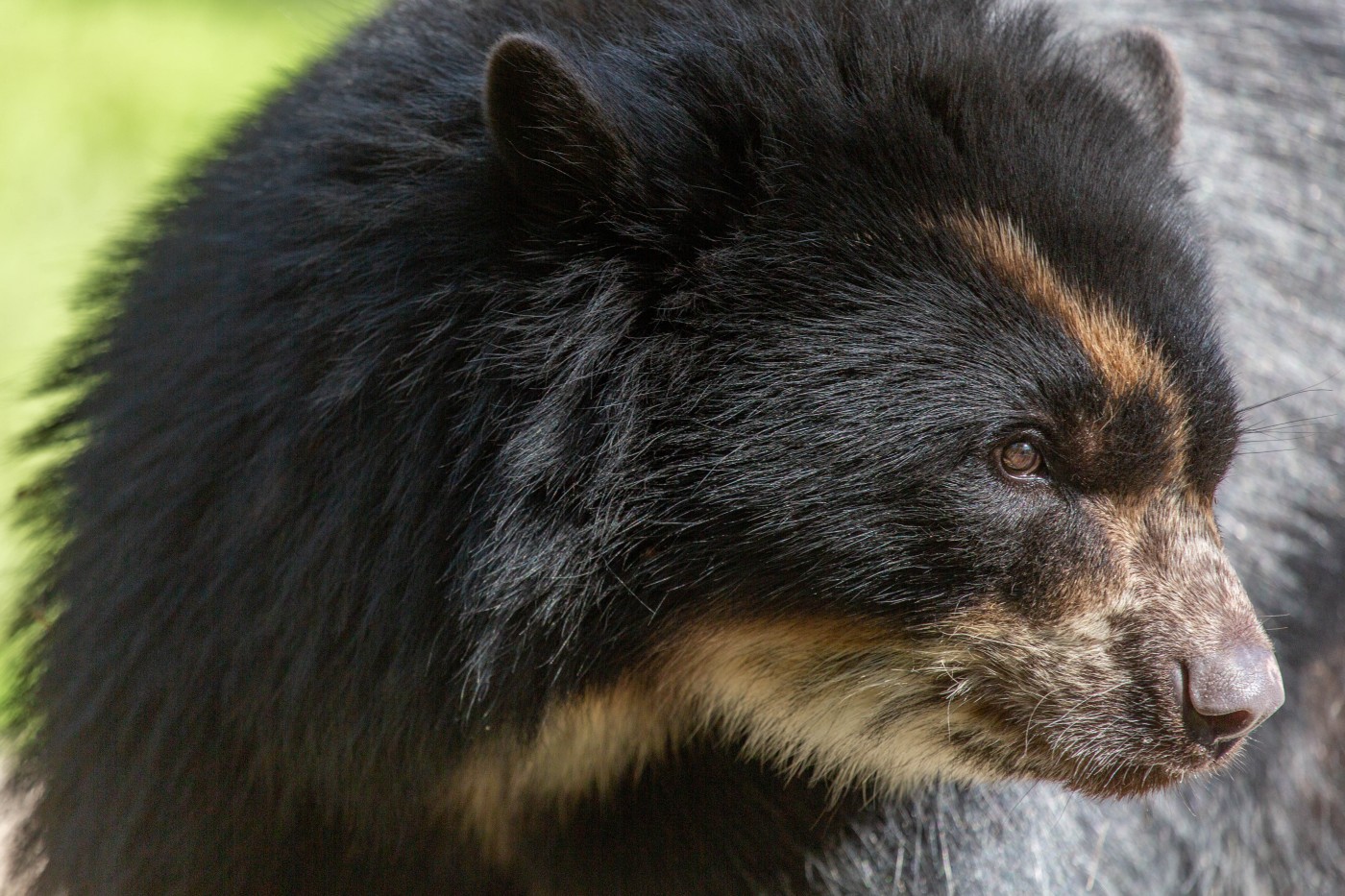 Andean bear Brienne