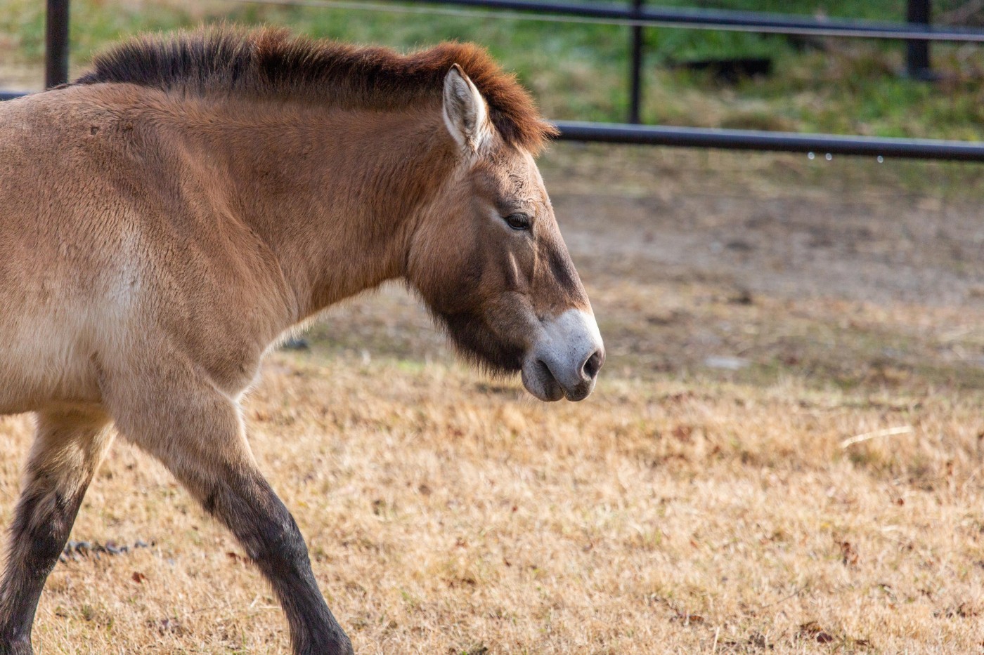 Side profile of Przewalski's horse Barbie walking through her outdoor exhibit. 