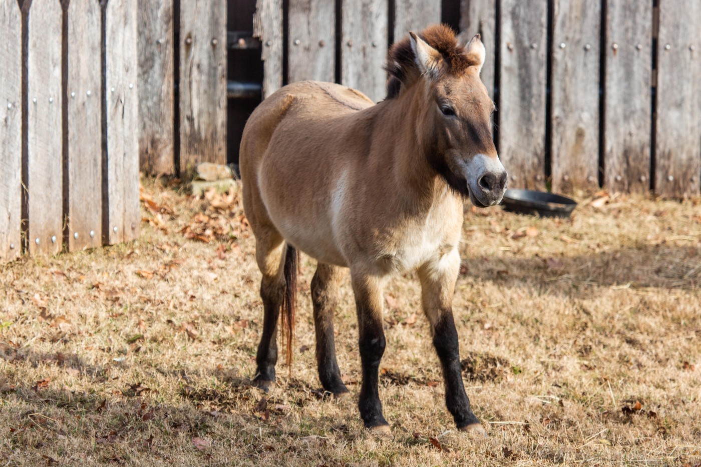 Przewalski's horse Barbie stands in the grass of her outdoor exhibit.