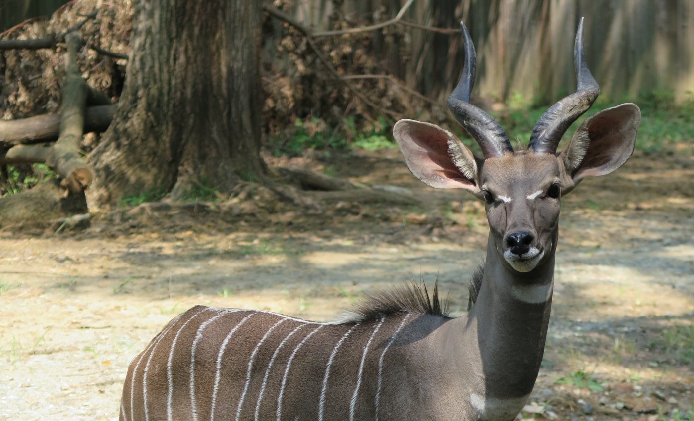 Male lesser kudu, Toba, stands outside. There are trees in the background.