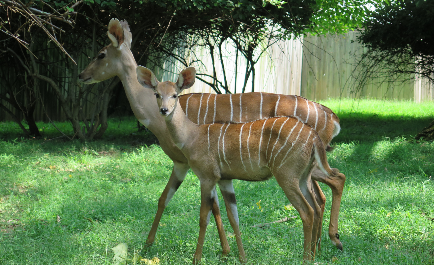 Lesser kudu calf, Machi, stands looking at the camera while his mom, Rogue, continues to walk past behind him. The pair are outside, standing/walking on grass with trees and a wooden fence in the background.