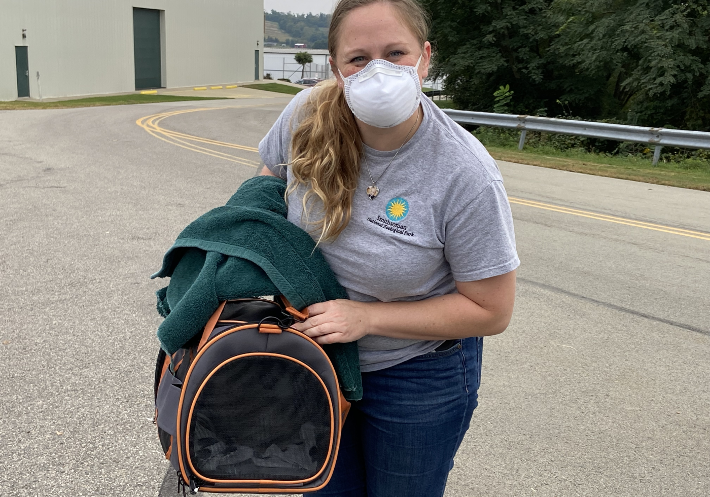 Animal keeper Vicki Lake stands on a road outside holding a dark grey and orange pet carrier. Through the mesh, a cheetah cub lays curled up toward the back of the carrier. Vicki is wearing a light great Smithsonian Conservation Biology Institute T-shirt.