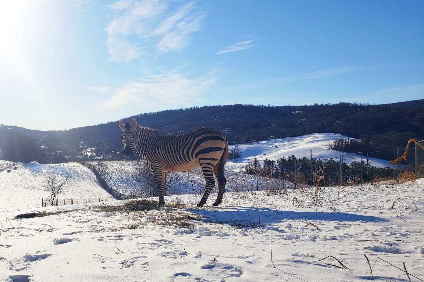 Hartmann's mountain zebra Xolani at the Smithsonian Conservation Biology Institute.