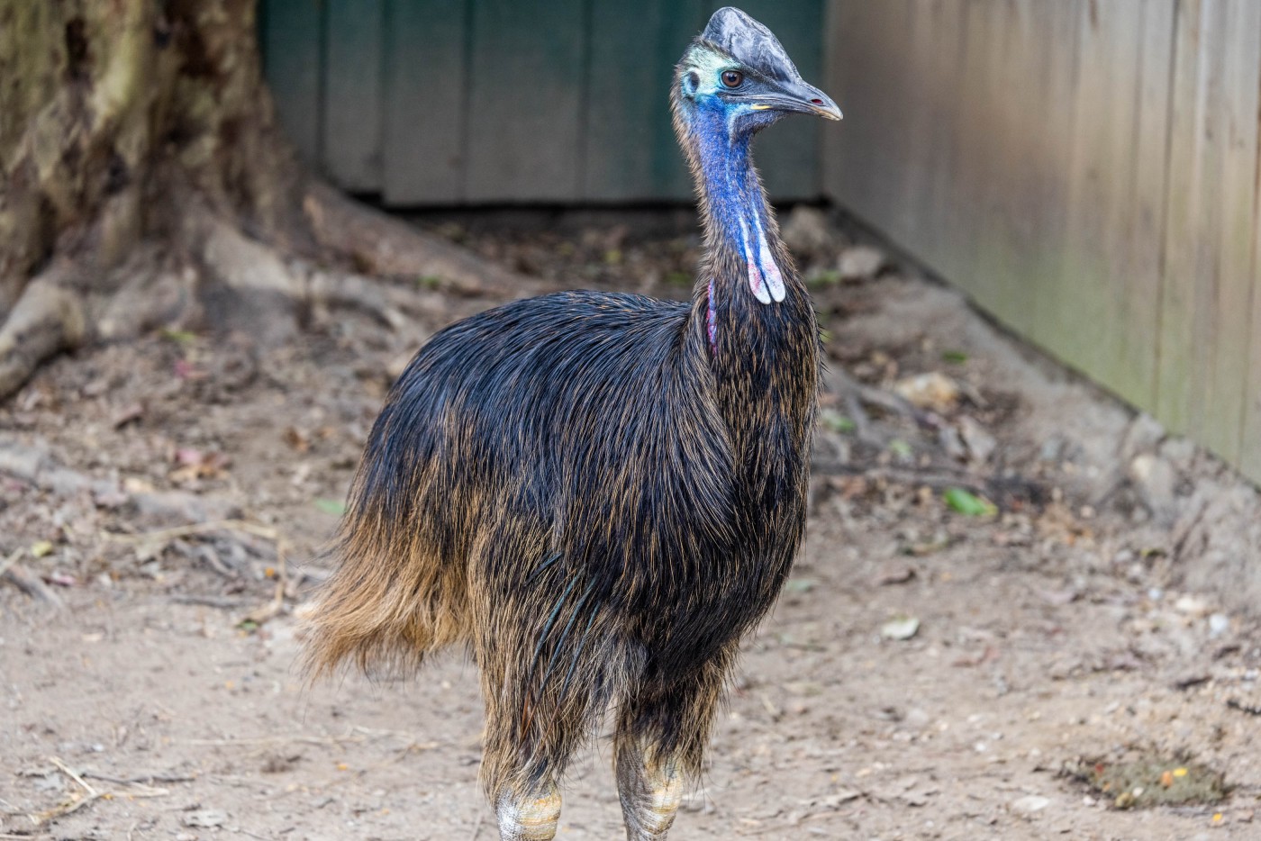 Cassowary Dundee standing in his habitat at the Bird House. 