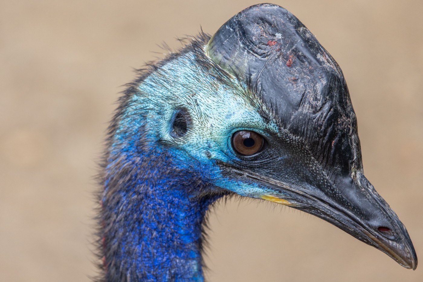 Close-up of a southern cassowary's face and casque.