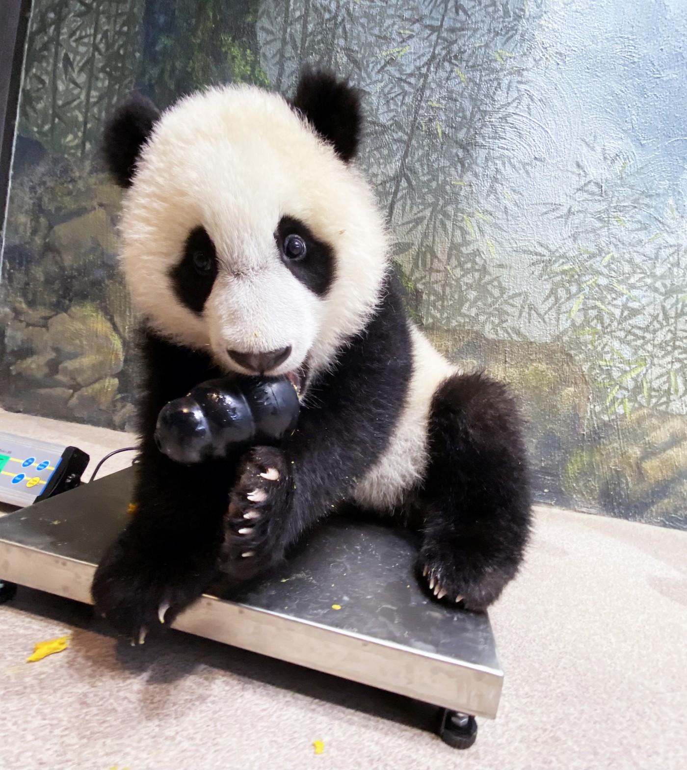 Giant panda cub Xiao Qi Ji sits atop a scale with a kong toy in his mouth. 