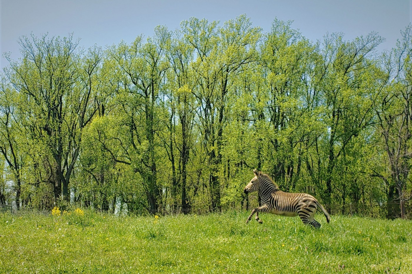 Hartmann's mountain zebra Yipes runs in a pasture filled with tall trees. 