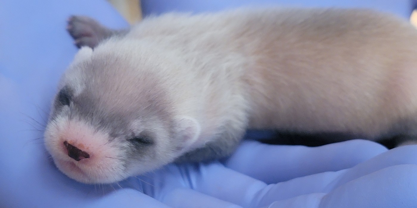 One of Potpie's kits lays across a keepers' hand. The hand is covered in a blue latex glove.