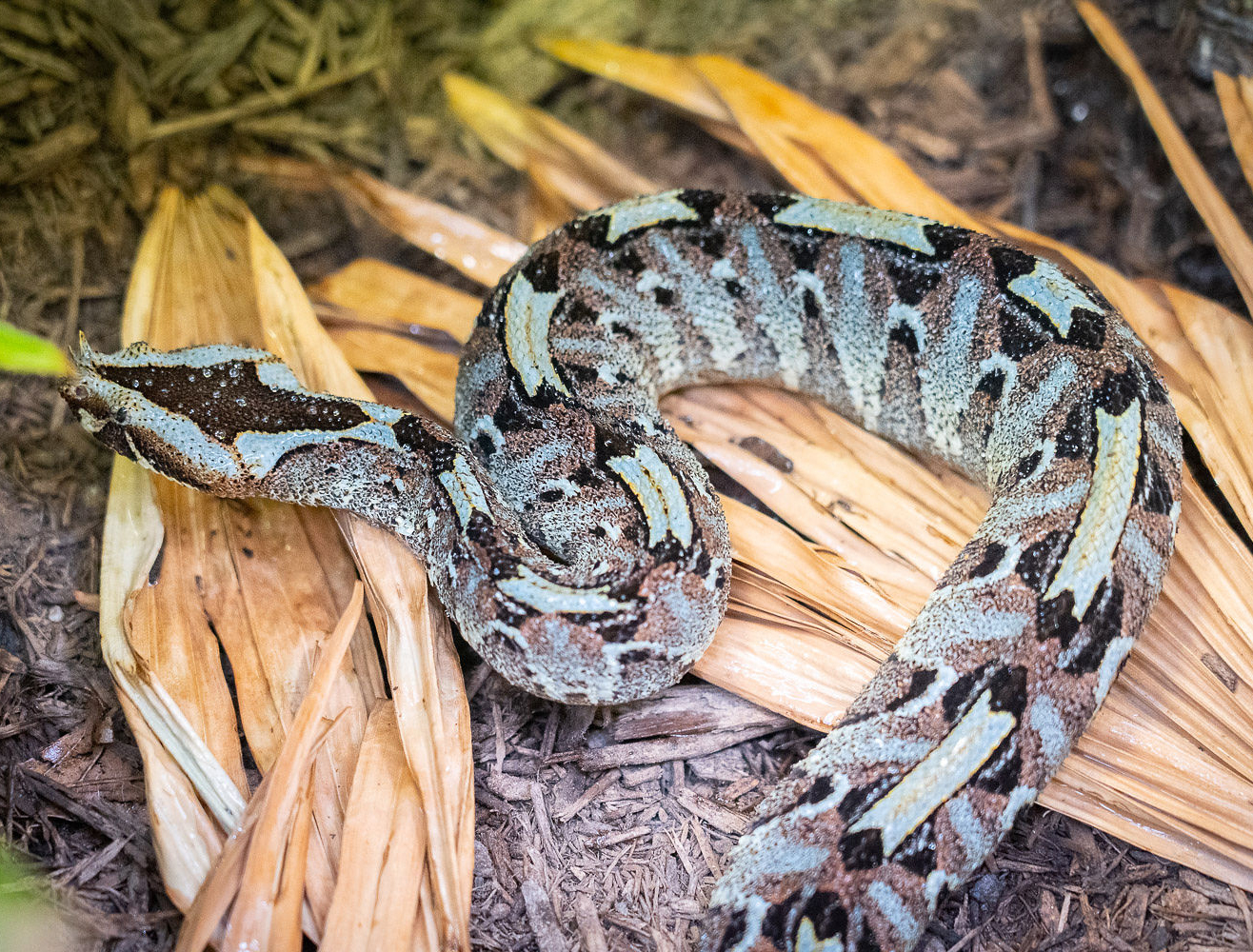 Rhinoceros viper resting on a dried palm leaf.