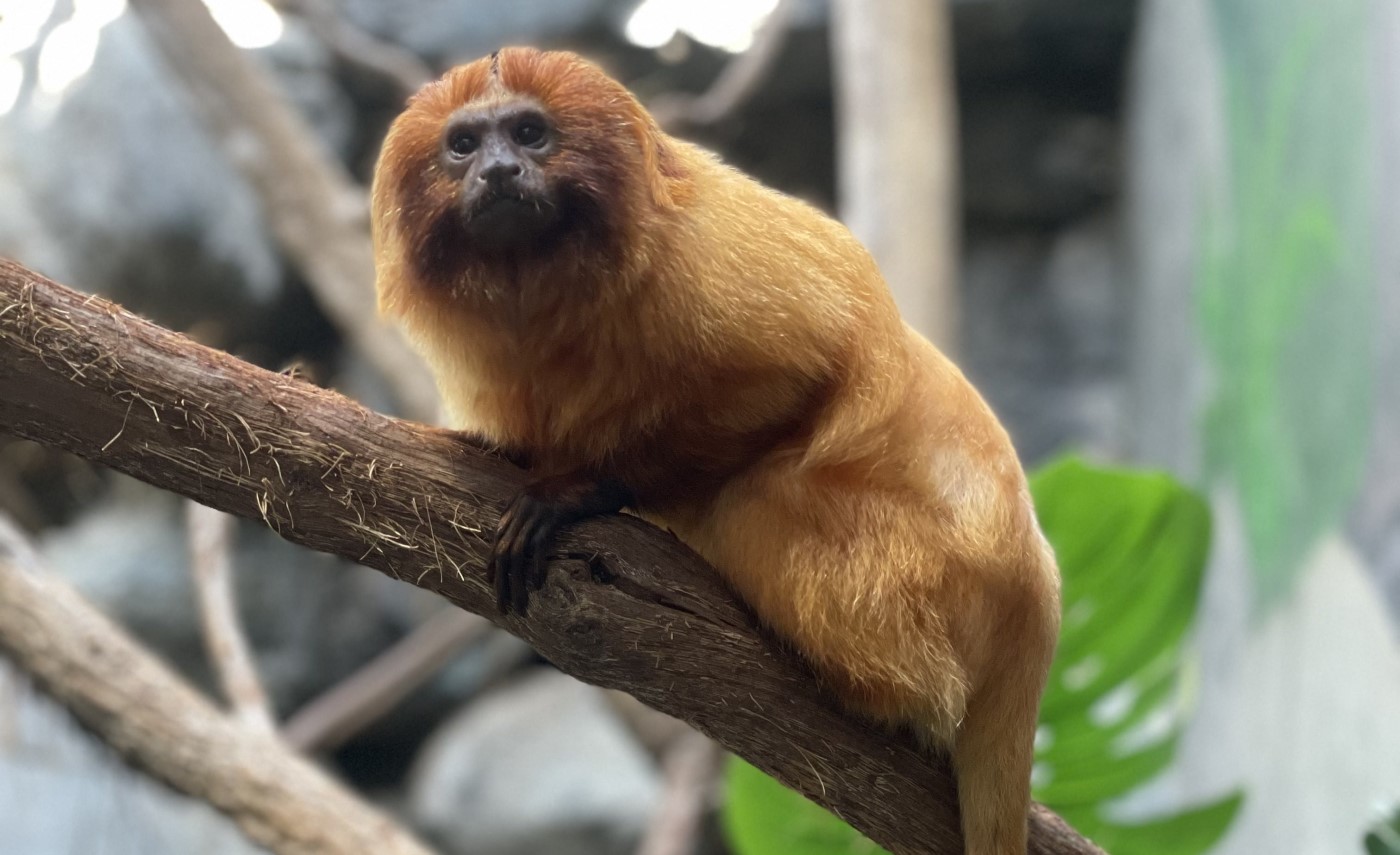 Female golden lion tamarin Gemma crouches on a branch in an indoor exhibit.