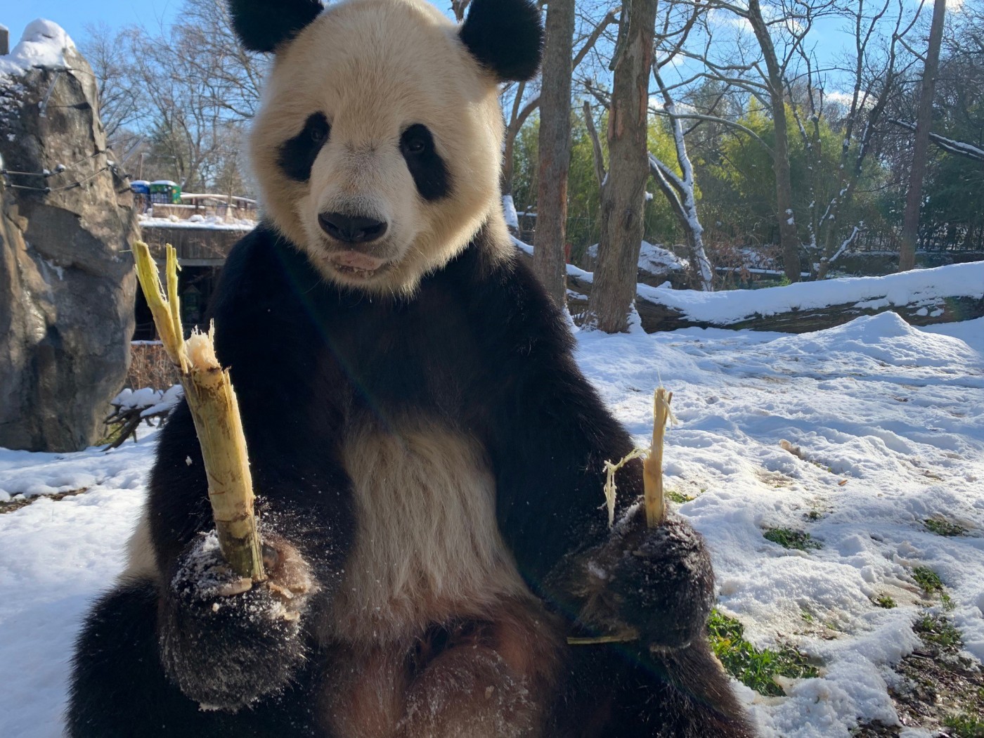 Giant panda Tian Tian eats a piece of sugar cane in the snow. 