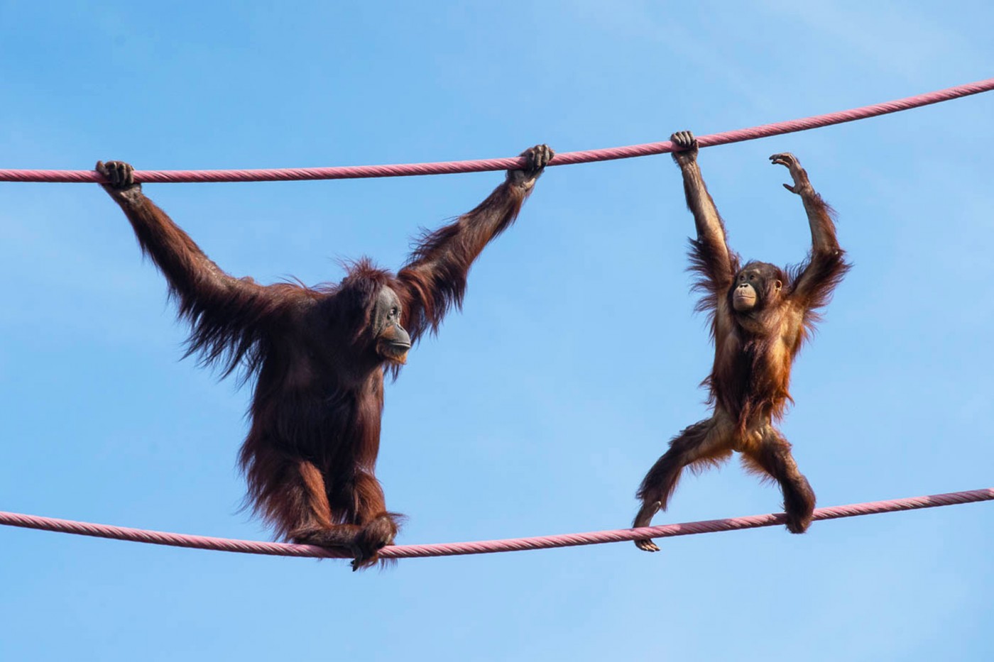 Orangutans Bonnie and Redd look at each other while crossing the O-Line. 