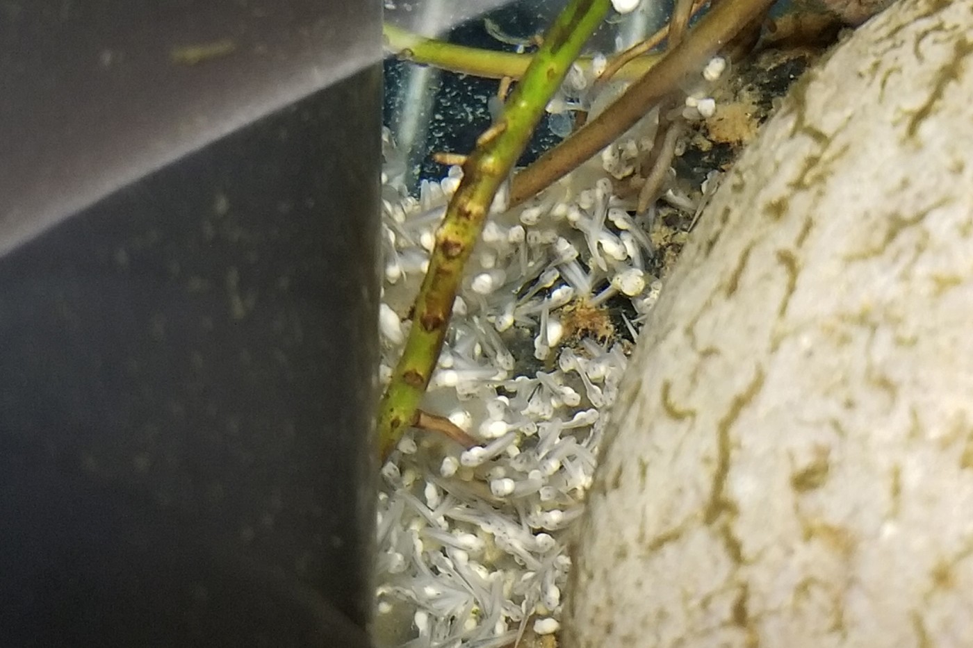 Panamanian golden frog tadpoles forming inside the eggs. 