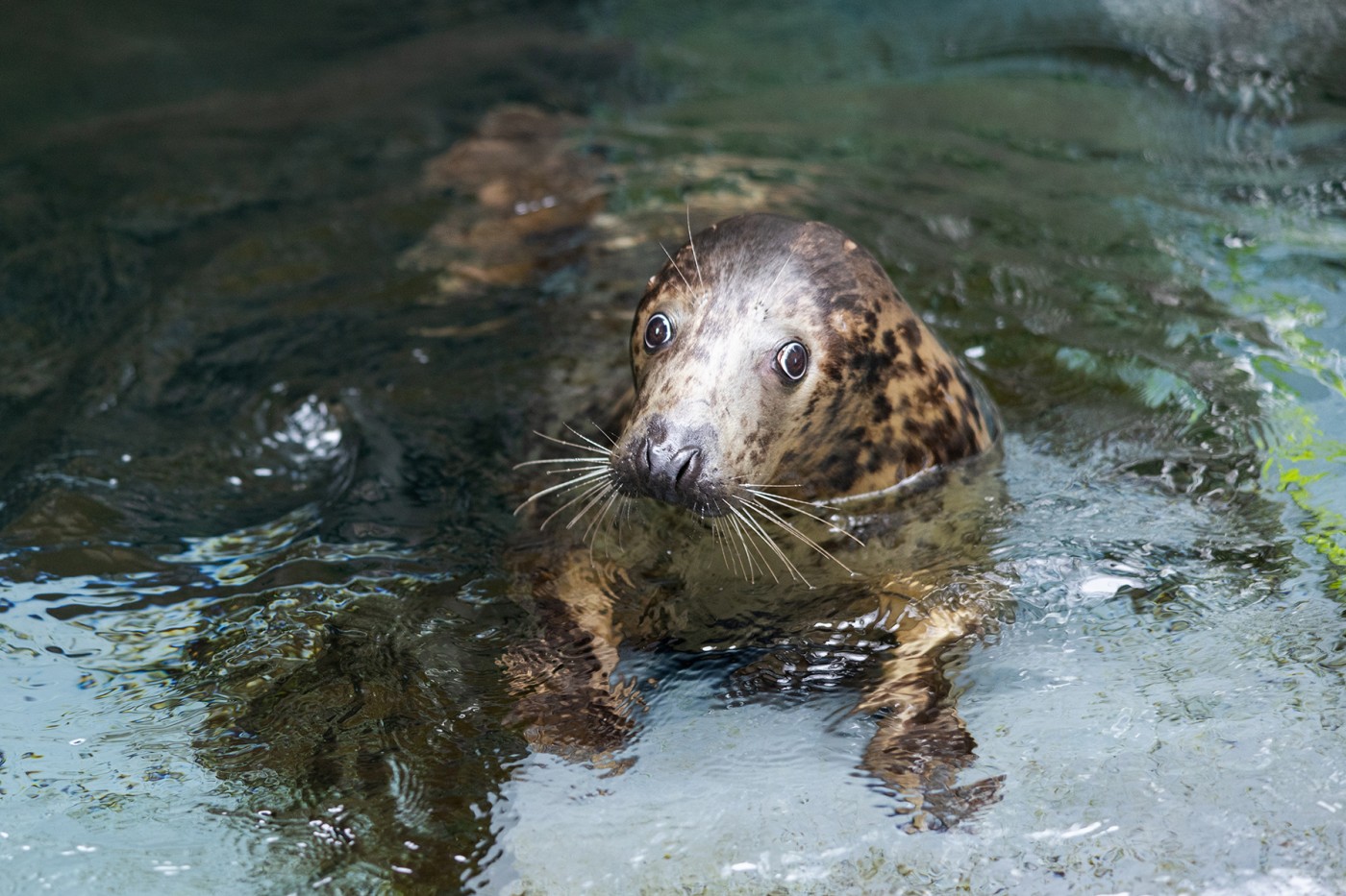 Gray seal Jo-Jo in a pool