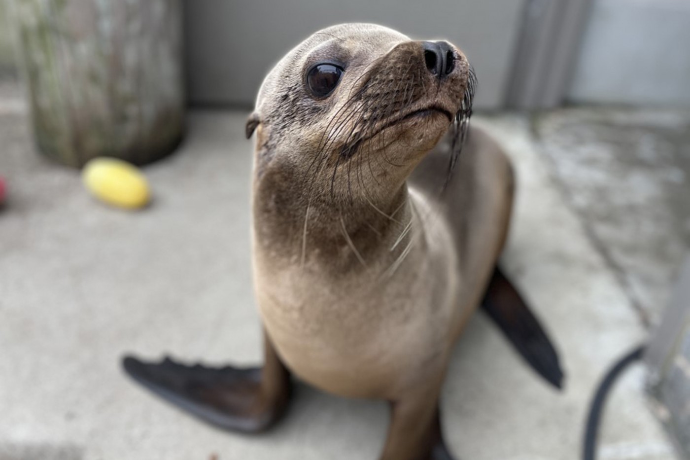 Sea lion Ronin behind the scenes at the American Trail exhibit.