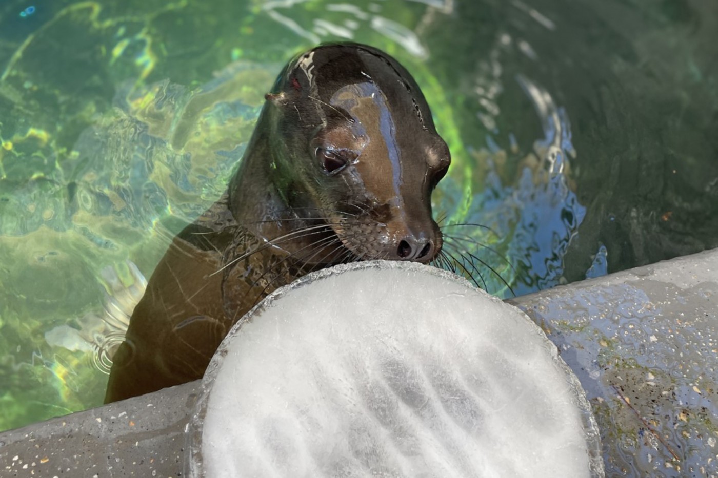 Sea lion Ronin investigates a block of ice with frozen fish inside.