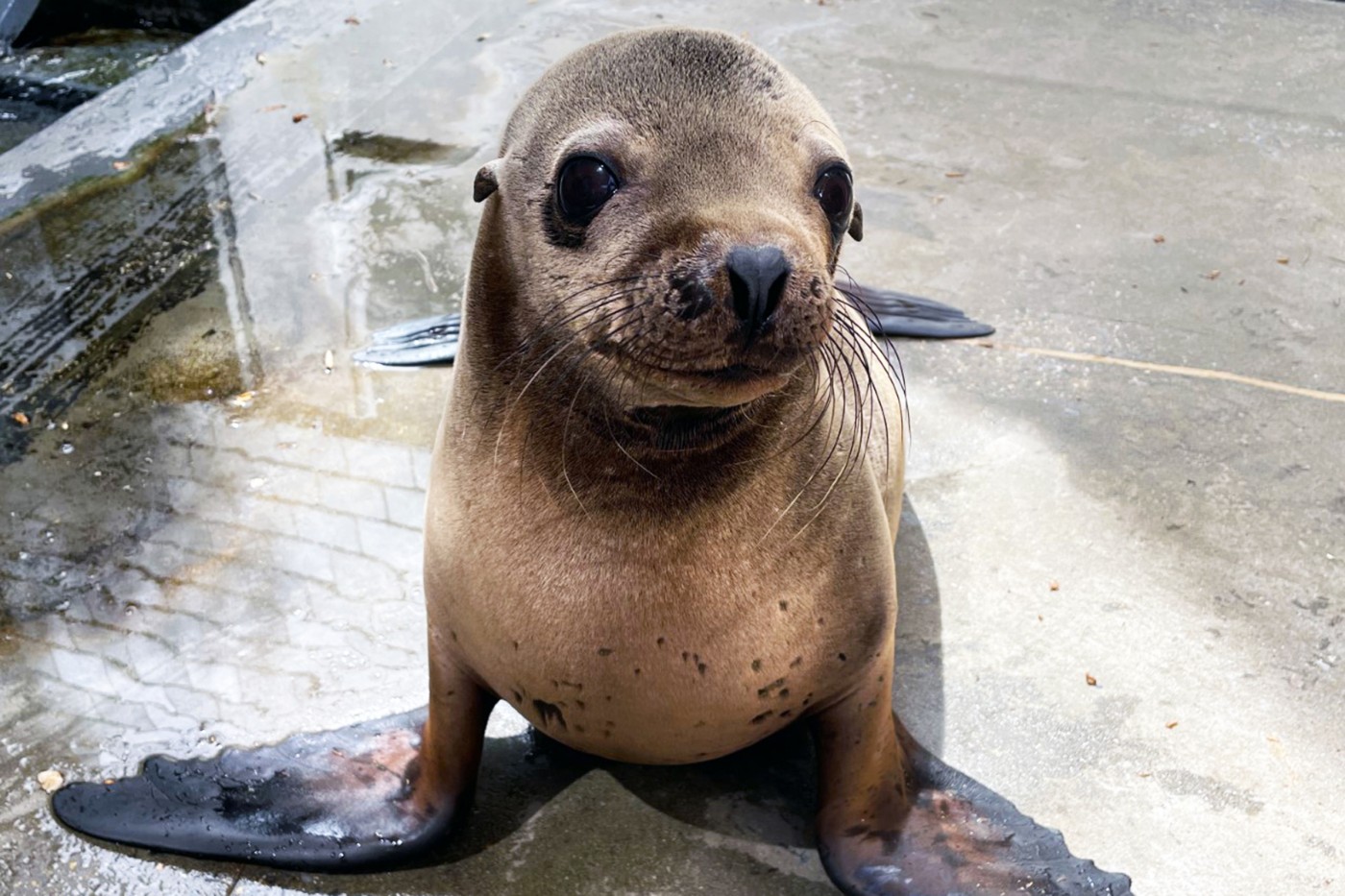 Sea lion Ronin behind the scenes at the American Trail exhibit