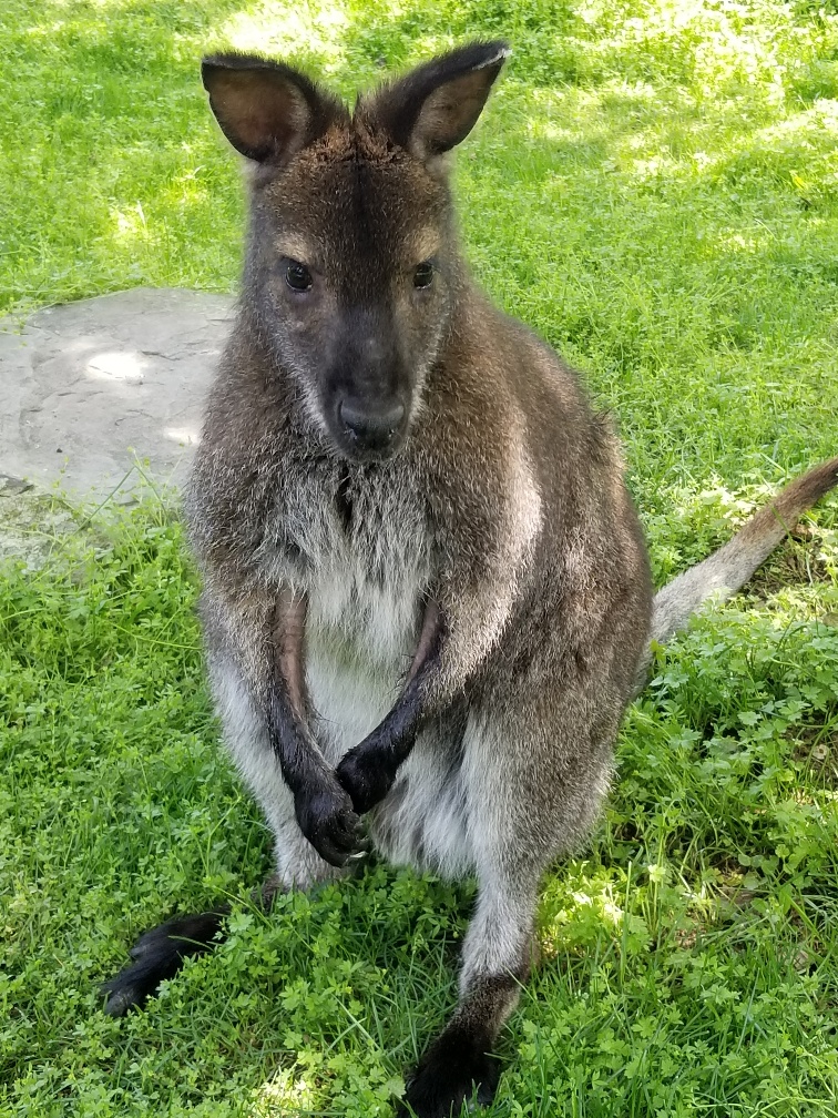 Photo of a Bennett's Wallaby sitting in a grassy field.