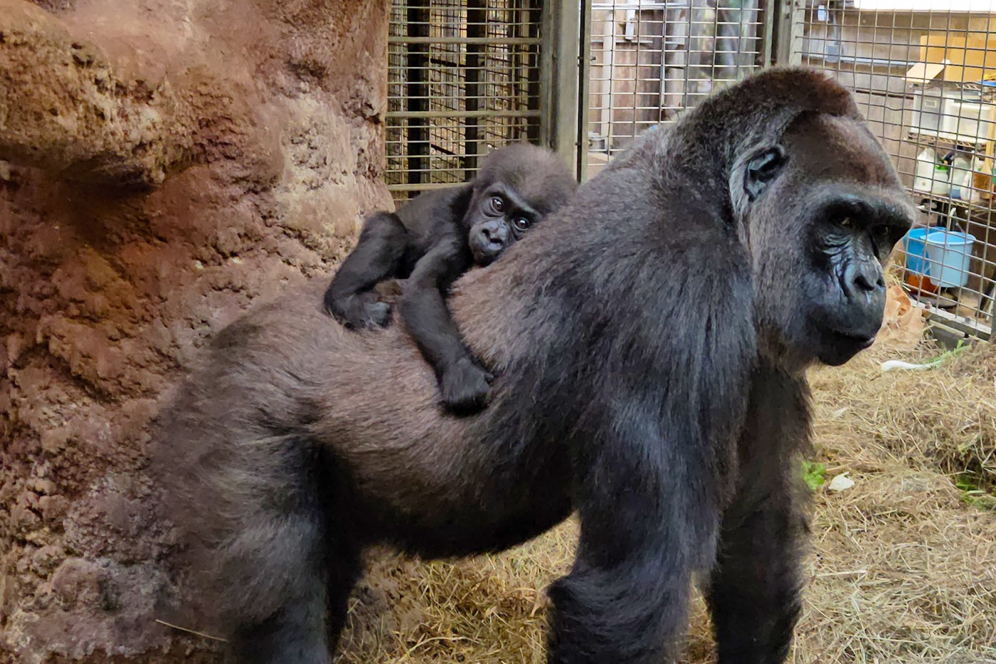 Western lowland gorilla Zahra rides on mom Calaya's back.