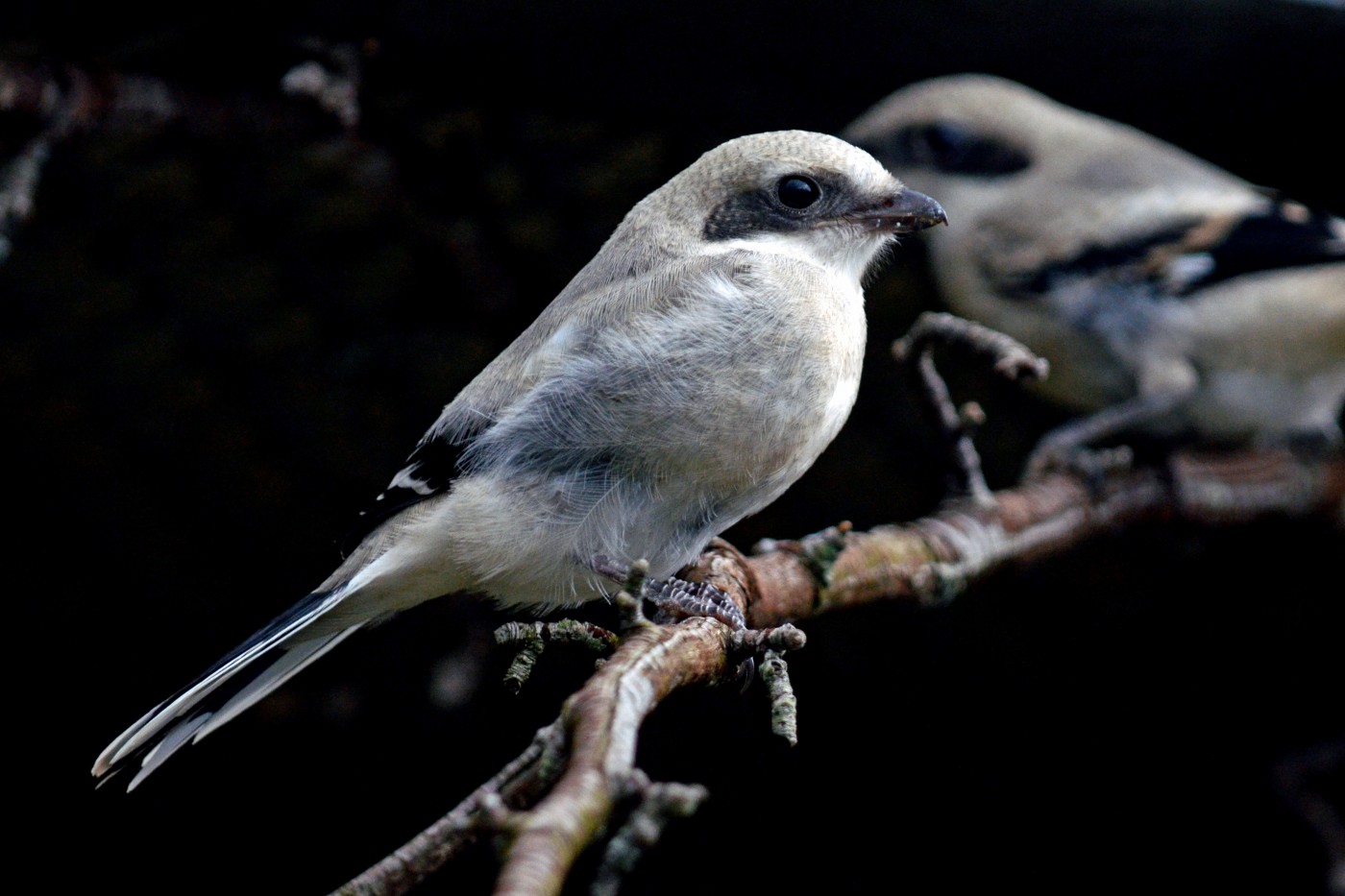 Two loggerhead shrikes sitting on a branch. 