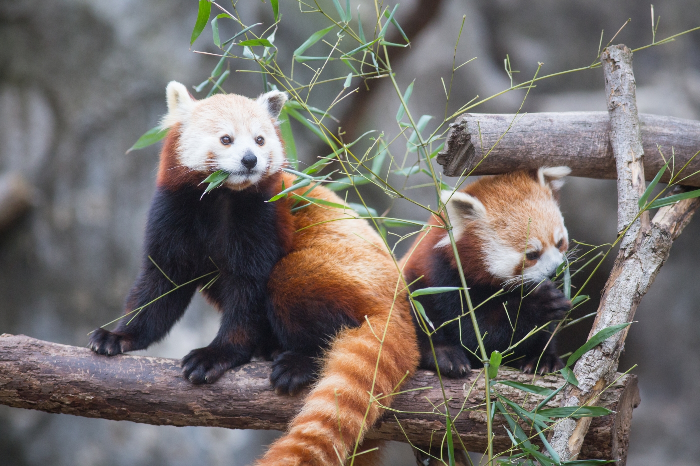 Red panda eating bamboo