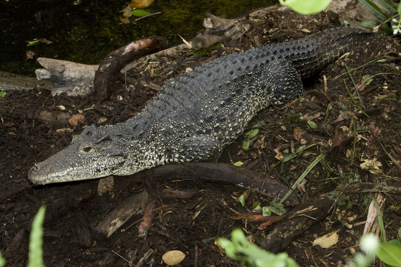 Cuban Crocodile Blanche