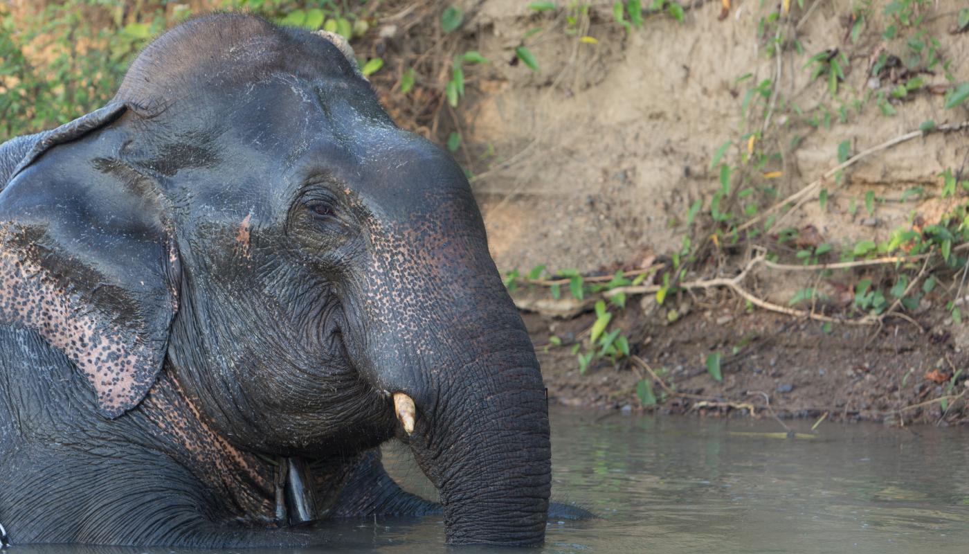 Asian elephant bathing