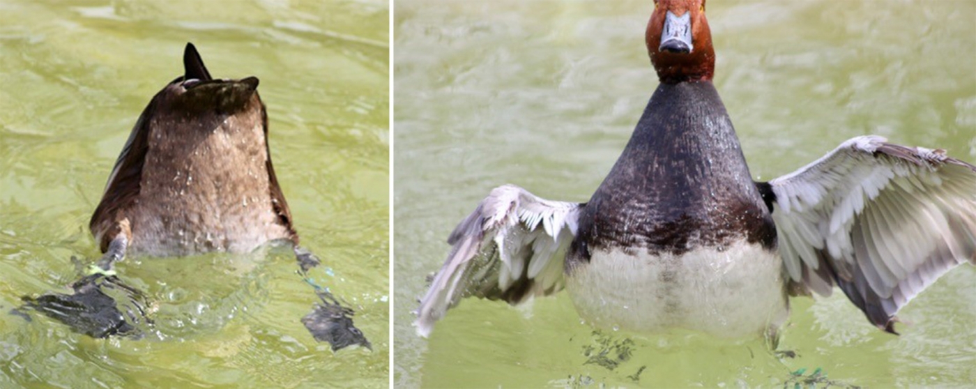 Redhead ducks diving and bathing