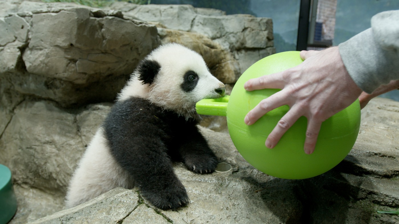 Xiao Qi Ji with an enrichment jolly ball at Smithsonian's National Zoo. 