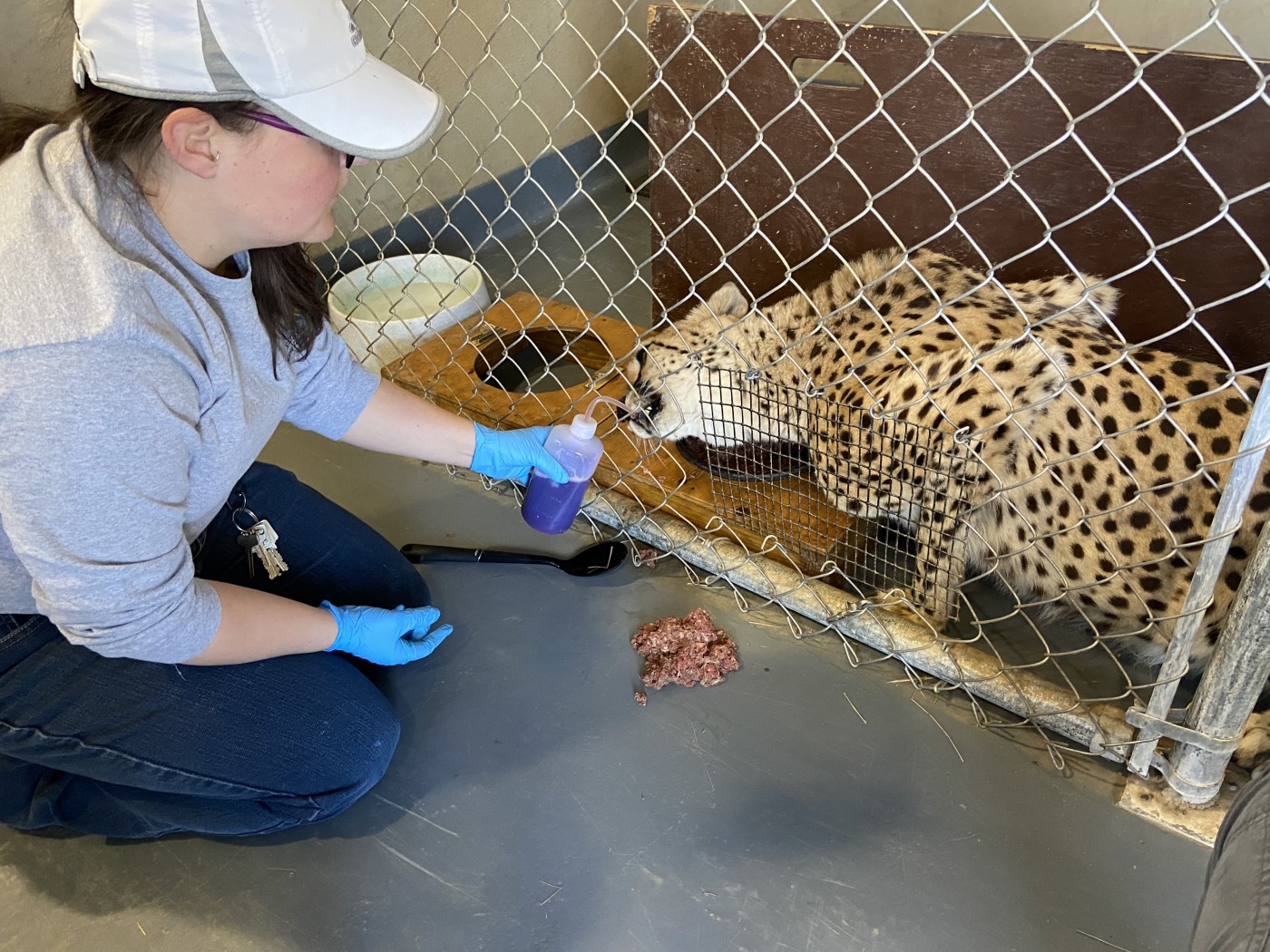 Keeper Amber Dedrick trains on of the cheetahs at SCBI