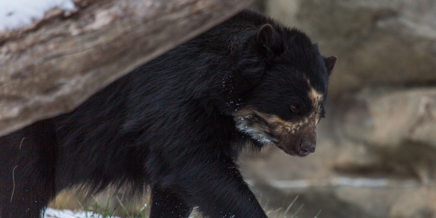 Andean Bear Billie Jean