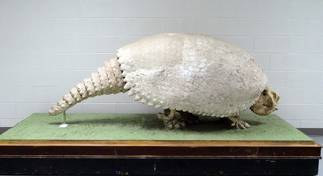 SNZCBI scientists still aren't sure how big the first generation of glyptodon pups will get.