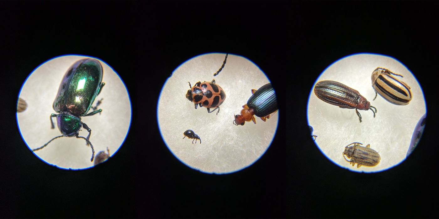 Virginia Working Landscapes: Arthropods under a microscope