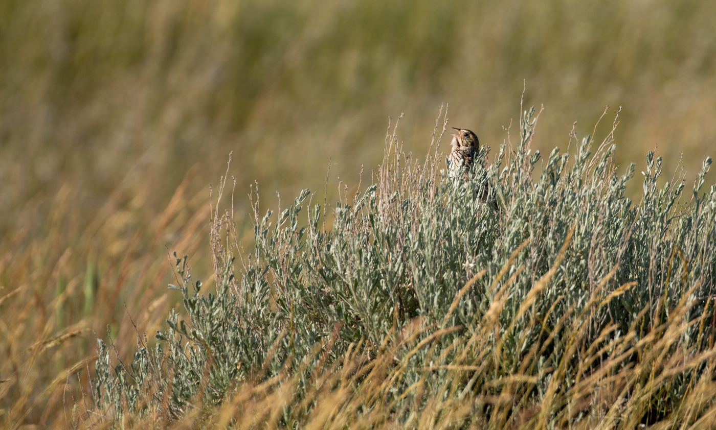 A small bird, called a Baird's sparrow, sits nestled in a silver sage bush on the American Prairie Reserve with its beak open singing a song