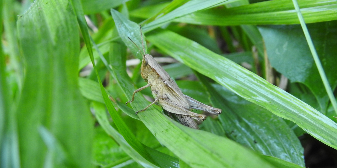 Virginia Working Landscapes grasshopper